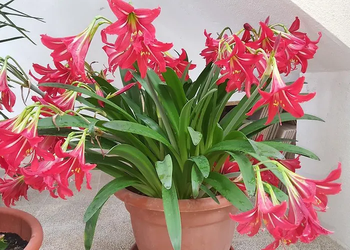 Kokolo Guest house 4*